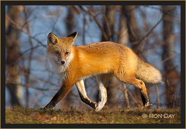 Red Fox Trotting