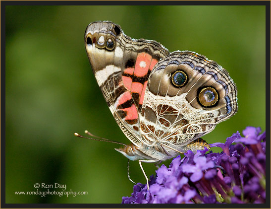 American Painted Lady Butterfly (Vanessa virginiensis)