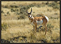 Antelope 3924 Thumbnail
