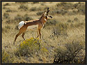 Antelope 3927 Thumbnail