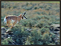 Antelope 4187 Thumbnail