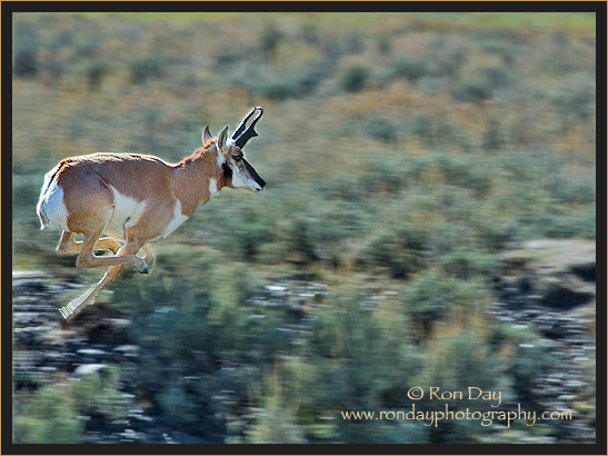 Pronghorn (Antilocapra americana), Running at Yellowstone