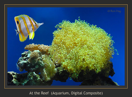 Tropical Fish at Reef (Aquarium + Composite)