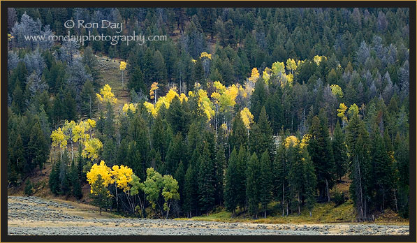 Yellow Aspen Trees in the Fall at Yellowstone 