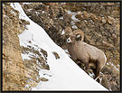 Bighorn Sheep 4928 Thumbnail