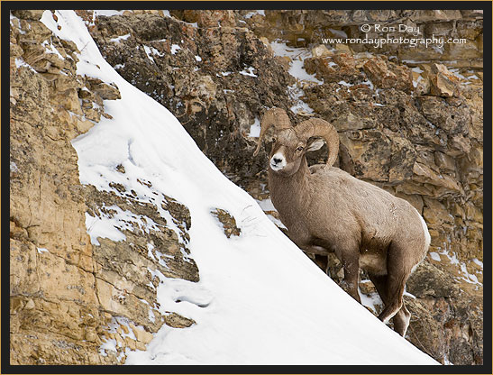Bighorn Sheep Ram (Ovis canadensis), Yellowstone