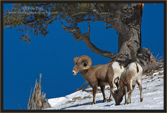 Pair of Bighorn Sheep in the Snow