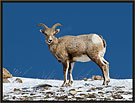 Bighorn Sheep 5163 Thumbnail
