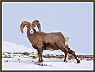 Bighorn Sheep 6287 Thumbnail