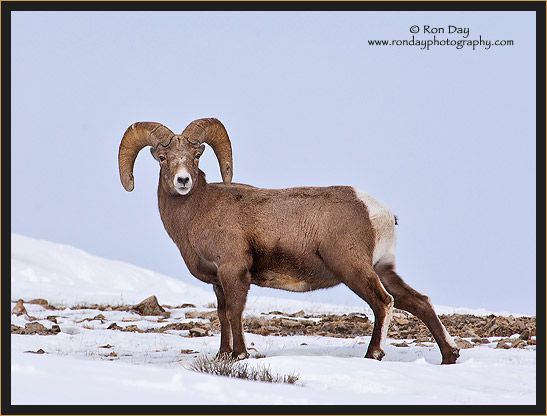 Bighorn Ram (Ovis canadensis), Yellowstone