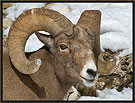 Bighorn Sheep 6377 Thumbnail