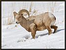 Bighorn Sheep 6767 Thumbnail