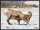 Bighorn Sheep 6769 Thumbnail