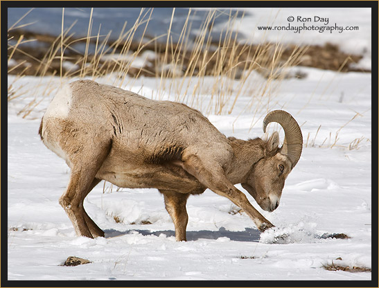 Bighorn Sheep, (Ovis canadensis), Winter in Yellowstone