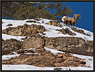 Bighorn Sheep 6844 Thumbnail