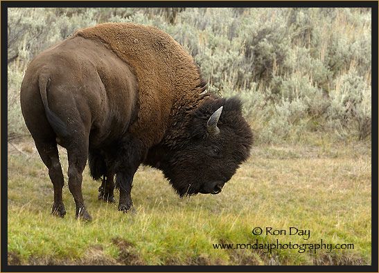 American Bison (Bos bison), Grazing in Yellowstone