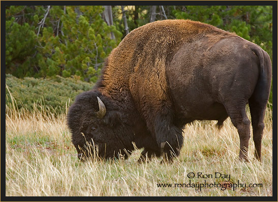 American Bison (Bos bison), Yellowstone