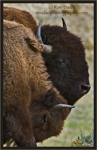 American Bison Pair (Bos bison), Yellowstone