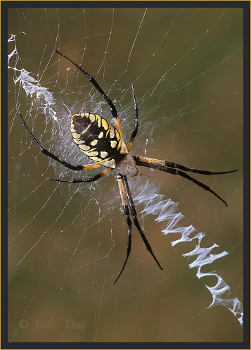 Black and Yellow Argiope Spider (Argiope aurantia)