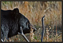 Black Bear 4046 Thumbnail