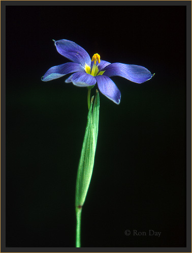 Blue-eyed Grass  (Sisyrinchium montanum)