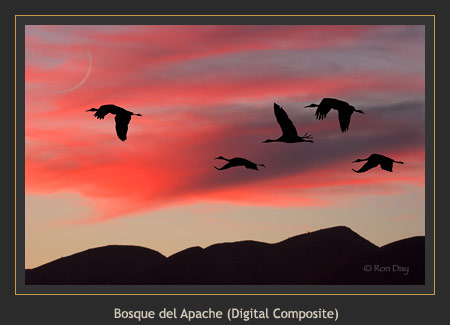 Cranes Silhouette, Bosque del Apache, (Composite)