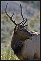 Bull Elk 3229 Thumbnail