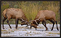 Bull Elk 3311 Thumbnail
