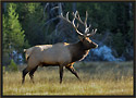 Bull Elk 3424 Thumbnail