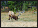 Bull Elk 3526 Thumbnail