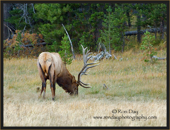 Bull Elk (Cervus elaphus), Grazing in Yellowstone
