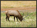 Bull Elk 3827 Thumbnail