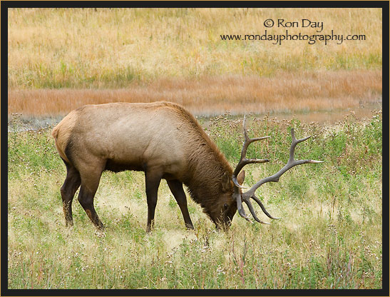 Bull Elk (Cervus elaphus), Grazing in Yellowstone