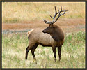 Bull Elk 3830 Thumbnail