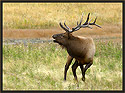 Bull Elk 3834 Thumbnail