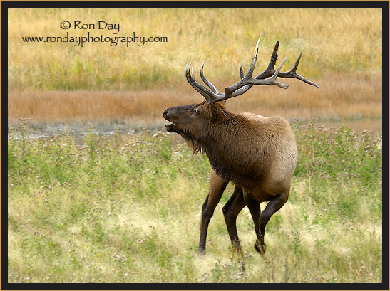 Bull Elk (Cervus elaphus), Bugling at Yellowstone