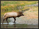 Bull Elk 3870 Thumbnail