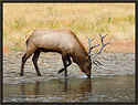Bull Elk 3885 Thumbnail