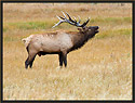 Bull Elk 3962 Thumbnail