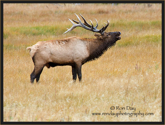 Bull Elk Bugling (Cervus elaphus), near Madison River