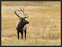 Bull Elk 3975 Thumbnail