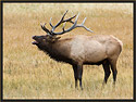 Bull Elk 3981 Thumbnail