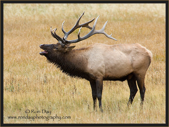 Bull Elk (Cervus elaphus), Bugling at Yellowstone