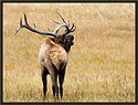 Bull Elk 3988 Thumbnail