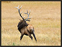 Bull Elk 4003 Thumbnail