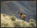 Bull Elk 4288 Thumbnail