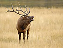 Bull Elk 439