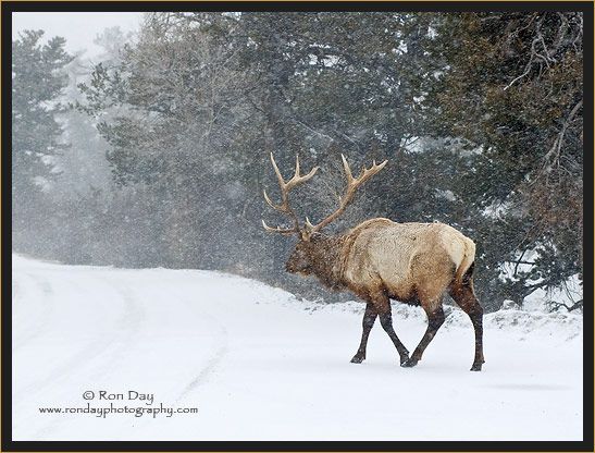 Bull Elk (Cervus elaphus) in Snow