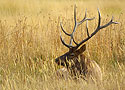 Bull Elk 483