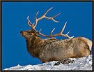 Bull Elk 5356 Thumbnail